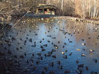 🦆 Chill Vibes & Feathered Friends: Why Lake Otis Duck Pond Is the Spot You Didn’t Know You Needed


