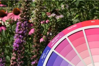 Garden Design: Color Theory for Artistic, Emotional, and Ecological Impact