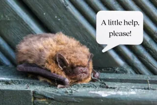 Bat Conservation: Why Bats Need Our Help More Than Ever