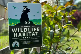 A Thriving Habitat: Creating a Garden that Supports Wildlife and Pollinators