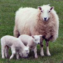 Heatly Sheep Produce Sheep