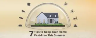 Summer Pest & Safety Prep: Safeguard Your Home Before It Gets Worse