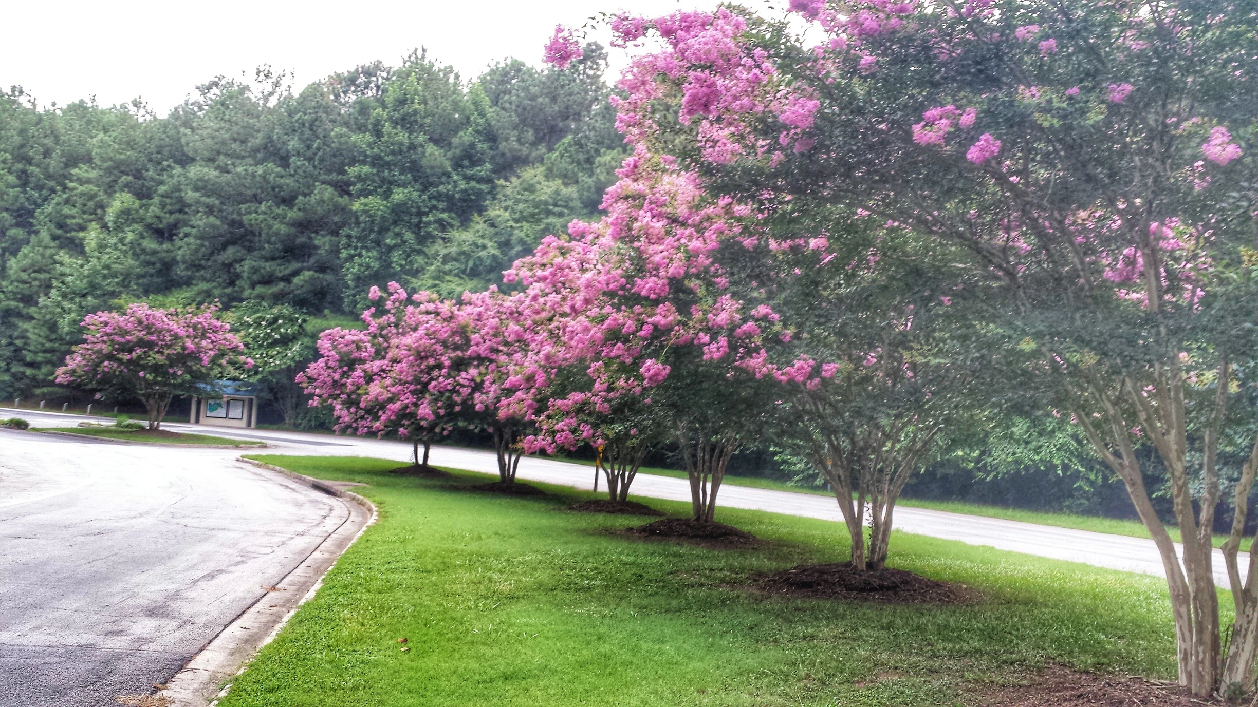 🌳🚗 Top 5 Parks and Outdoor Adventures Around Lawrenceville for a Relaxing Drive — Platinum Motors, Lawrenceville, Georgia