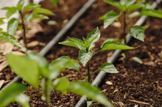 Why We Need to Protect Our Soil