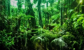 Can We Save the Rainforests? The Importance of Protecting Our Planet’s Lungs