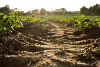 The Dangers of Soil Erosion and How to Prevent It