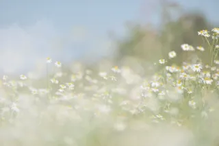 Awakening with the Seasons: How Breath, Creativity, and Community Support Renewal