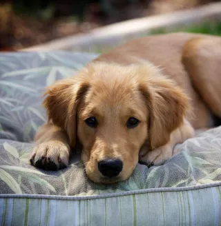 The Paw-sitively Grown-Up Canine: Why Your Pup is Ready to Stay Solo Before Your Child