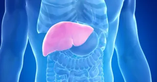 WHY YOUR LIVER DESERVES A LITTLE LOVE (Hint: It’s Doing a Lot for You!)

