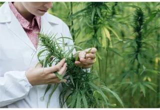 History of Medical Cannabis