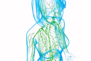 Your Lymphatic System, Made Simple: What It Is and How to Keep It Flowing