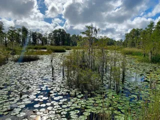 🌿Discover Orlando’s Hidden Gem: Tibet-Butler Nature Preserve