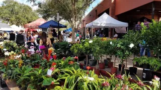 Winter Park Farmers’ Market: Your Saturday Recharge Spot in Orlando