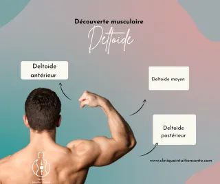 Découverte musculaire : le deltoide 