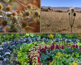 The Shelter Farm | ReGen