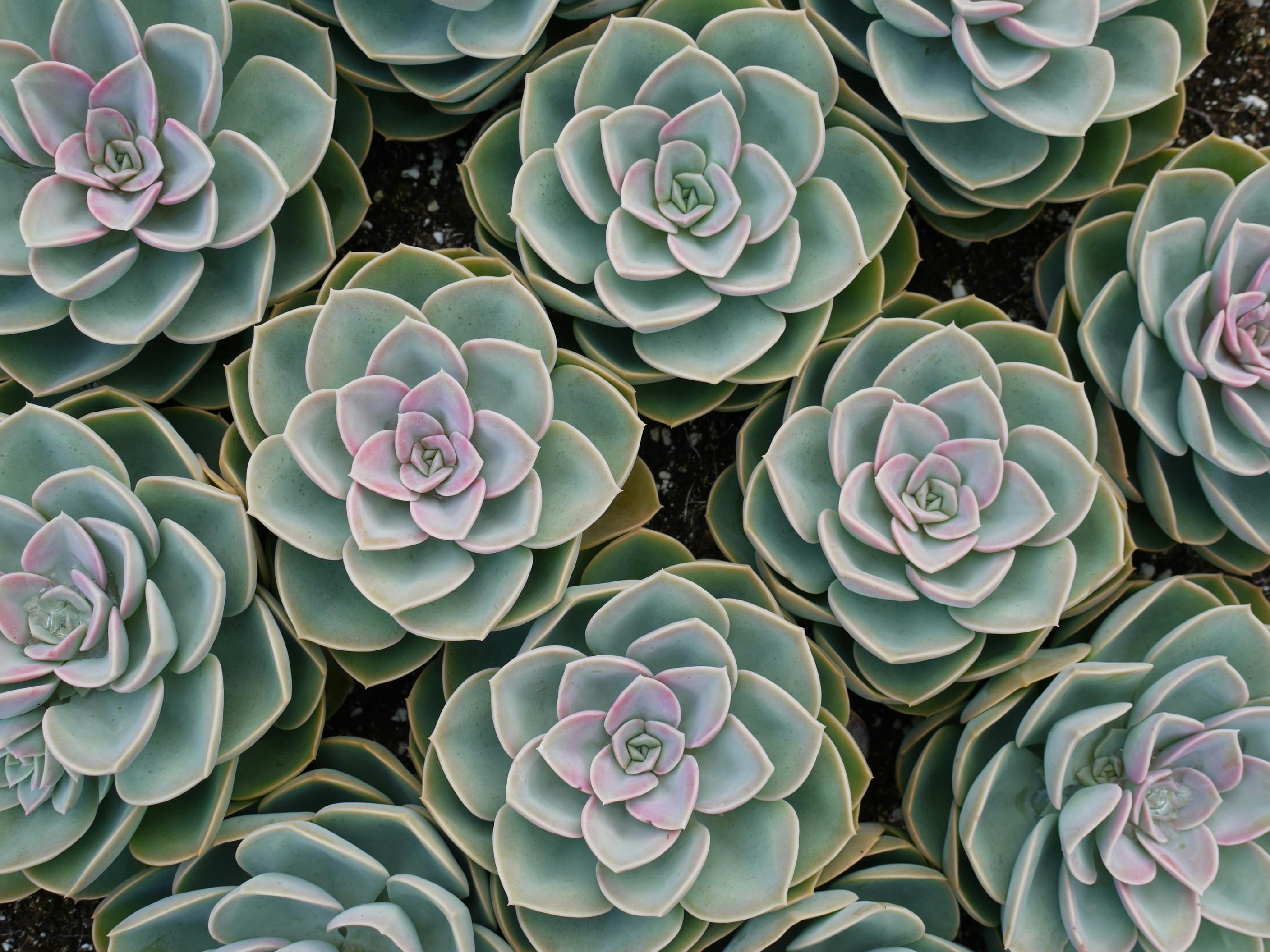 Succulent Care: Easy Tips for Thriving Plants