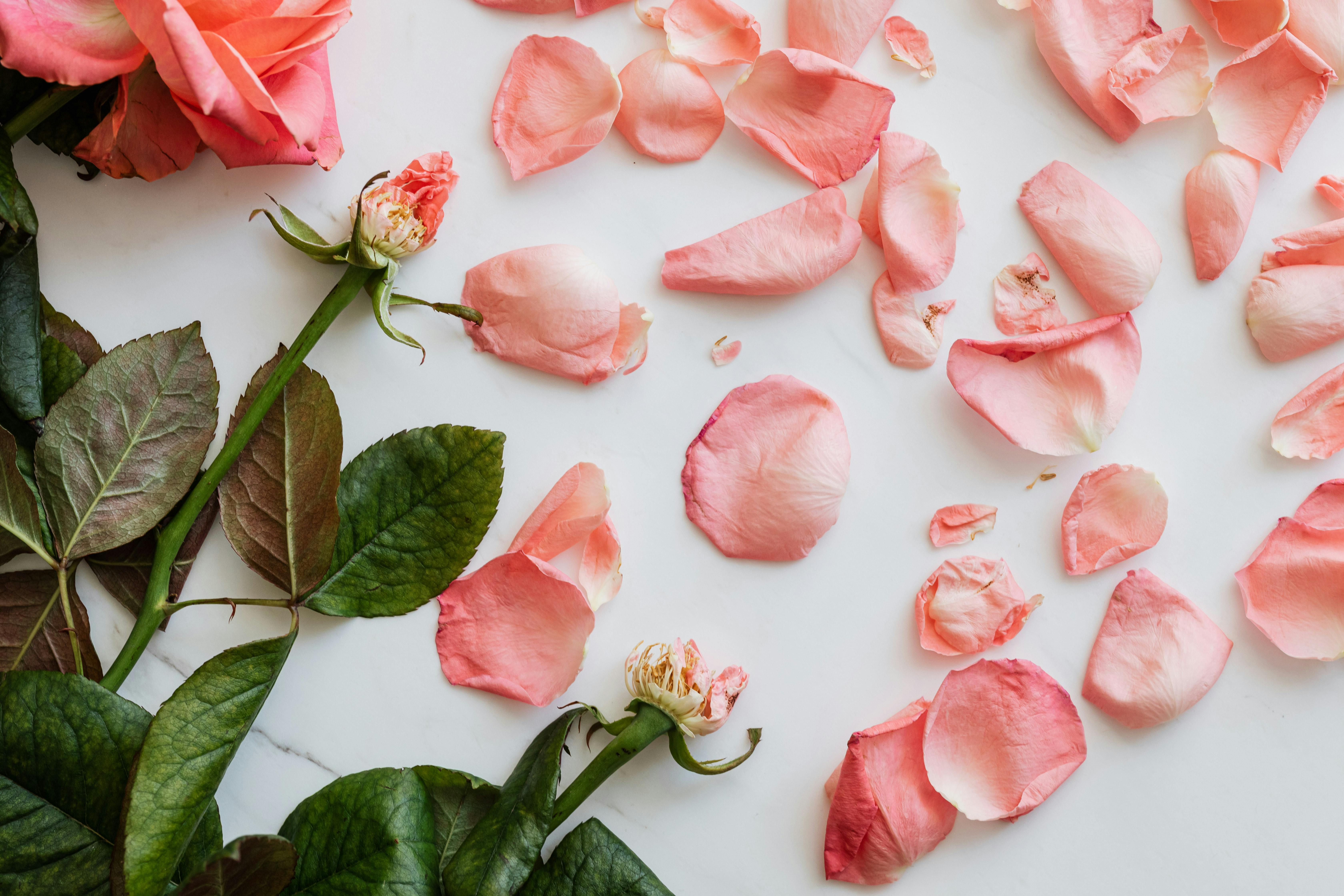 Dying Plant Help: Expert Tips from The Flower Pot