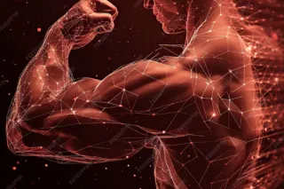 Why Muscle Is an Organ of Longevity and How to Build It After 40