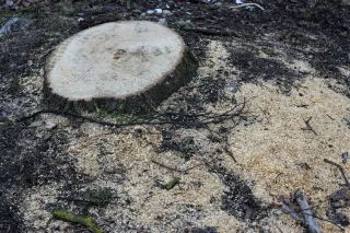 How to Prepare Your Yard for Stump Grinding: A Step-by-Step Guide