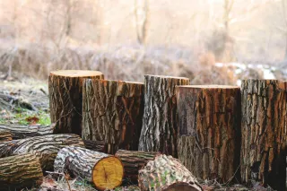 Stump Grinding vs. Stump Removal: Which Option Is Best?