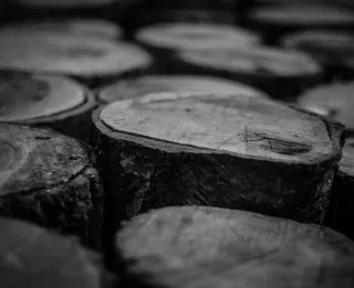Environmental Risks of Tree Stumps | Stump Grinding Benefits