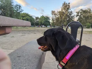 Illuminate Your Night Walks: The MASBRILL LED Dog Collar Review