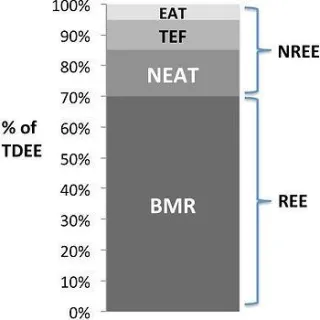 WHAT IS ENERGY BALANCE? SURPLUS, DEFICIT???
