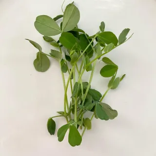 Pea Microgreen Nutrition