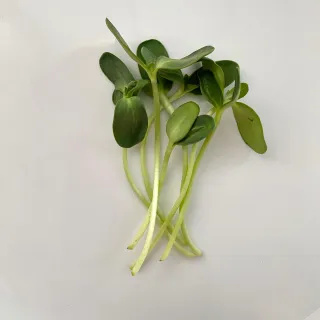 Sunflower Microgreen Nutrition