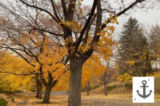 The Gift of Seasonality