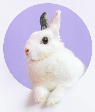 Don't Look at the Rabbit