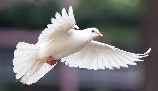 Born of the Spirit