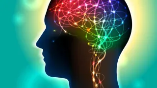 Studies Link Obesity to Smaller Brains