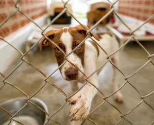 The Power of Compassion on how small acts save lives