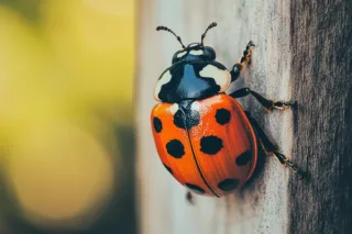 Wrapping Up the Year Pest-Free: New Year’s Pest Resolutions