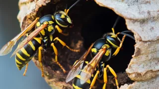 Buzz-Free Outdoors: Managing Wasps and Hornets in Johnson City, TN