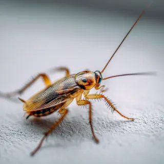 Your Pest-Free New Year’s Resolution for Appalachia