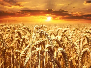 Strong Grain Sales Signal Market Momentum for U.S. Farmers