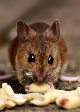 California’s Almond Industry vs. a $310 Million Rat Problem