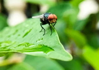 A Billion-Dollar Pest Threat and the USDA’s Big Response