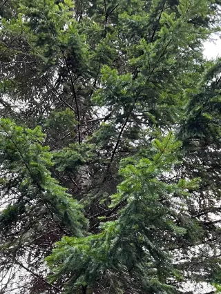 How to Make Doug Fir Tea | Wildcrafted Vitamin C & Immune Support