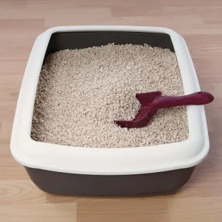 The Scoop on Cat Litter