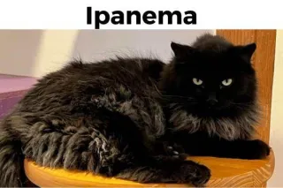 Ipanema