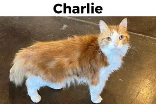 Charlie