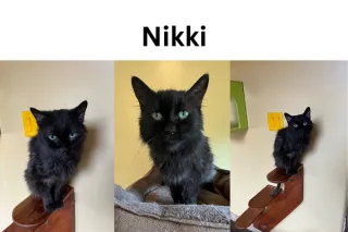 Nikki