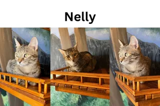 Nelly