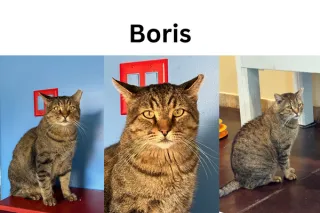 Boris