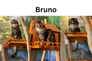 Bruno