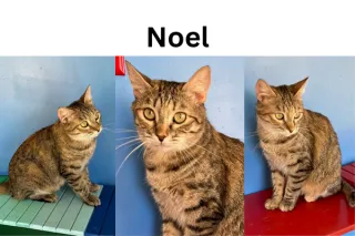 Noel