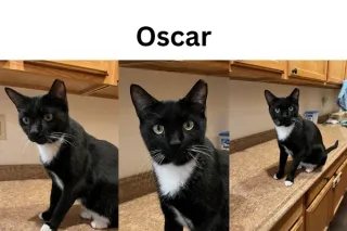 Oscar